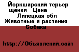 Йоркширский терьер щенки › Цена ­ 8 000 - Липецкая обл. Животные и растения » Собаки   